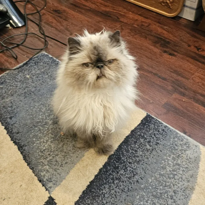 Whisker Watch