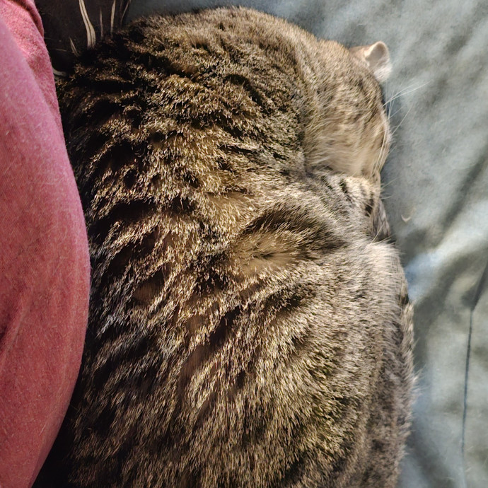 Whisker Watch