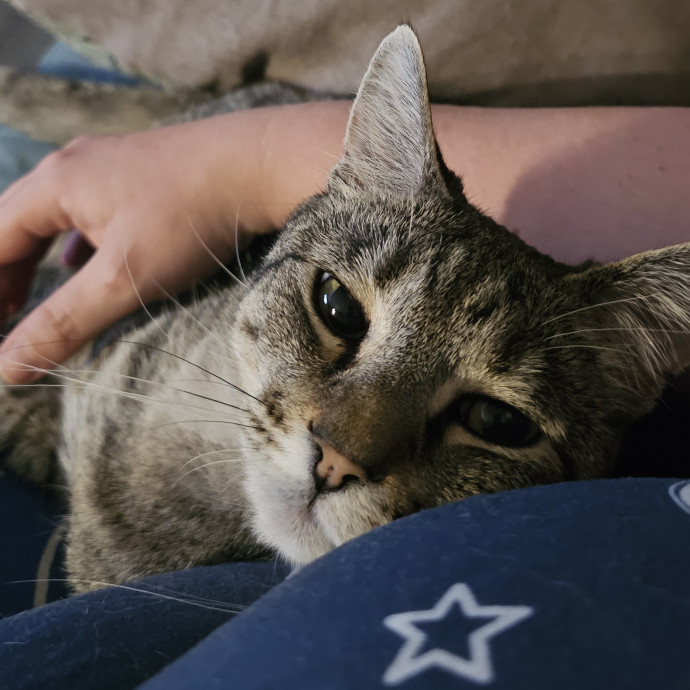 Whisker Watch