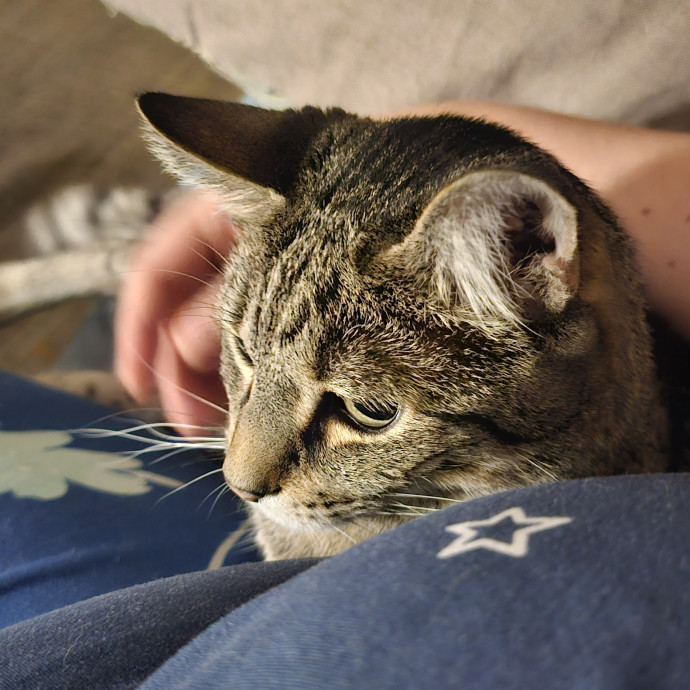 Whisker Watch