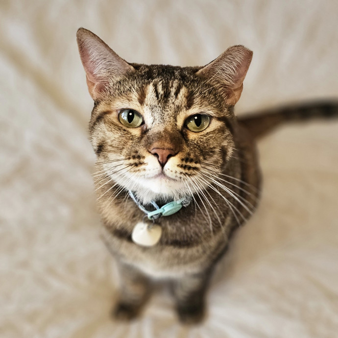 Whisker Watch