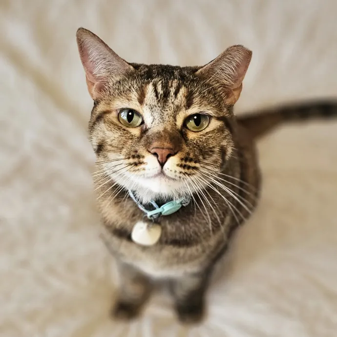 Whisker Watch