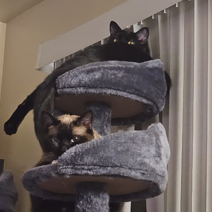 Whisker Watch