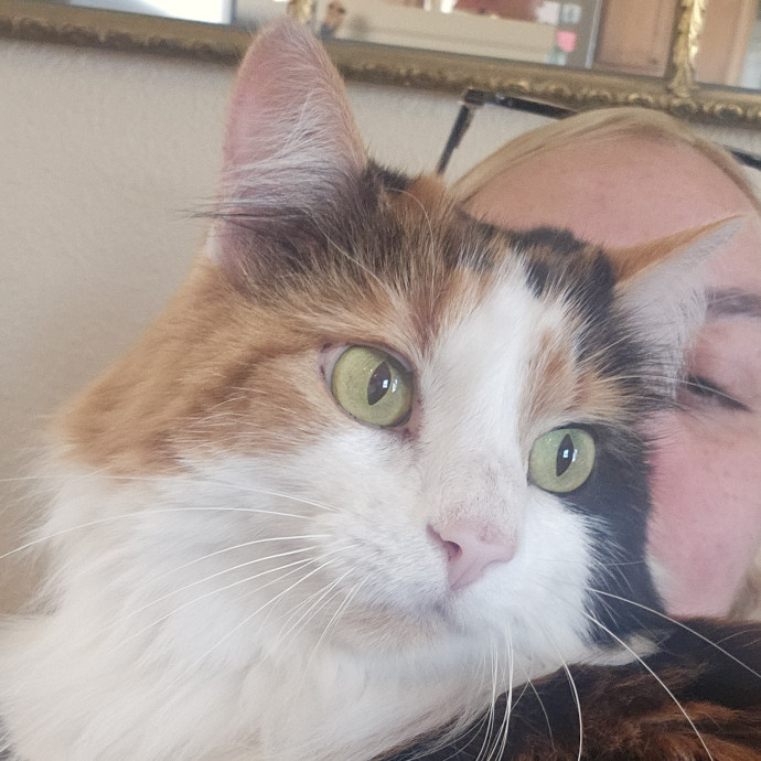 Whisker Watch