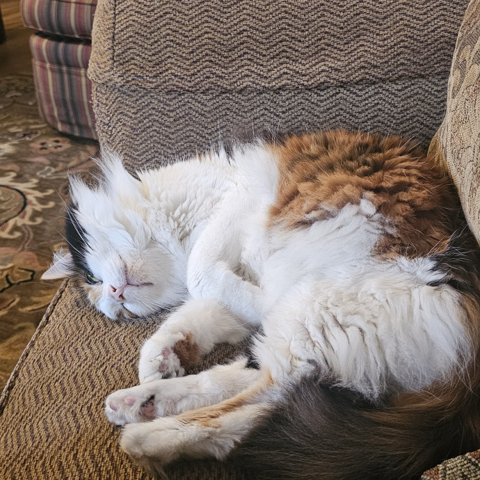 Whisker Watch