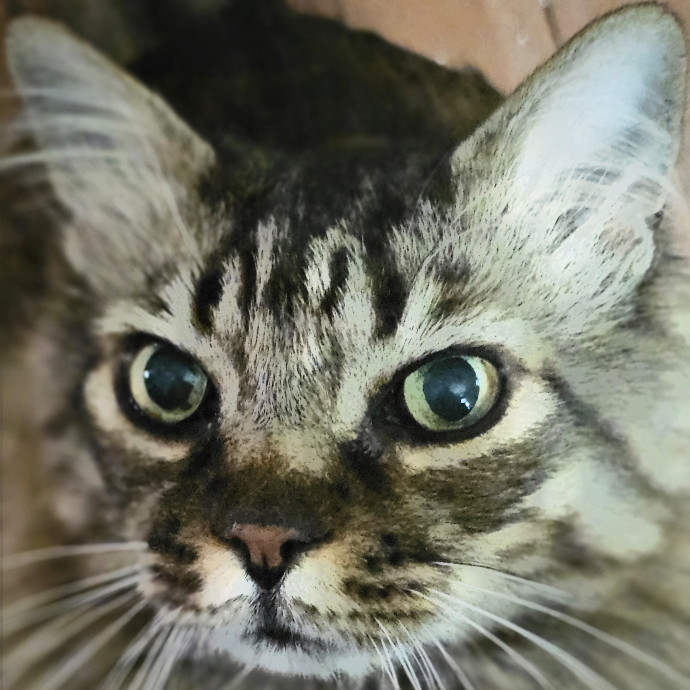 Whisker Watch