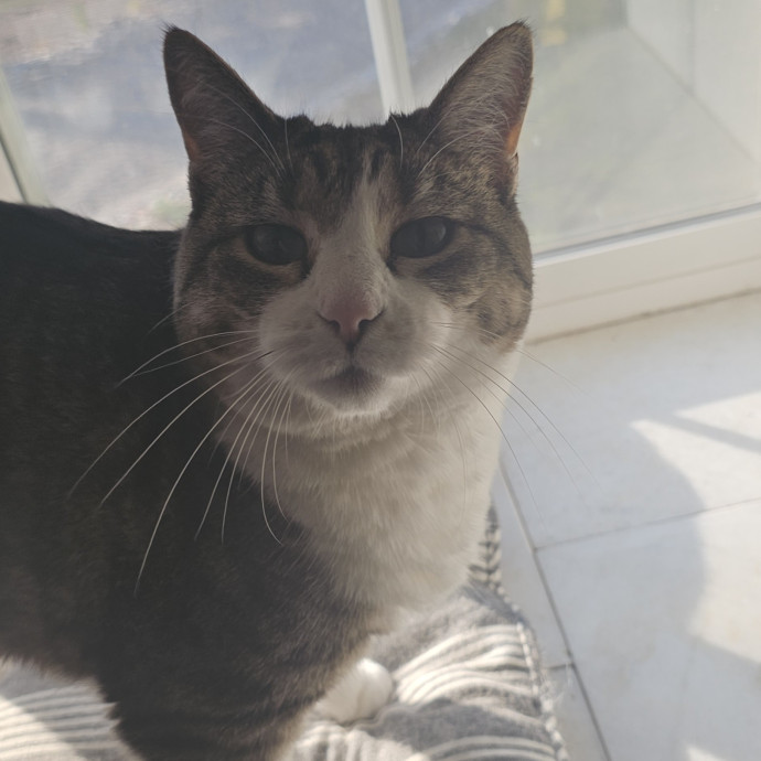 Whisker Watch