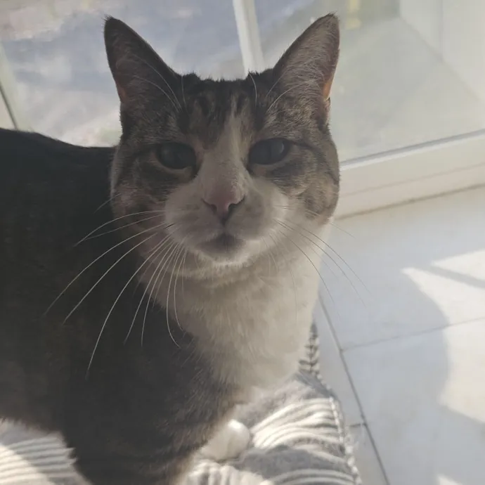 Whisker Watch
