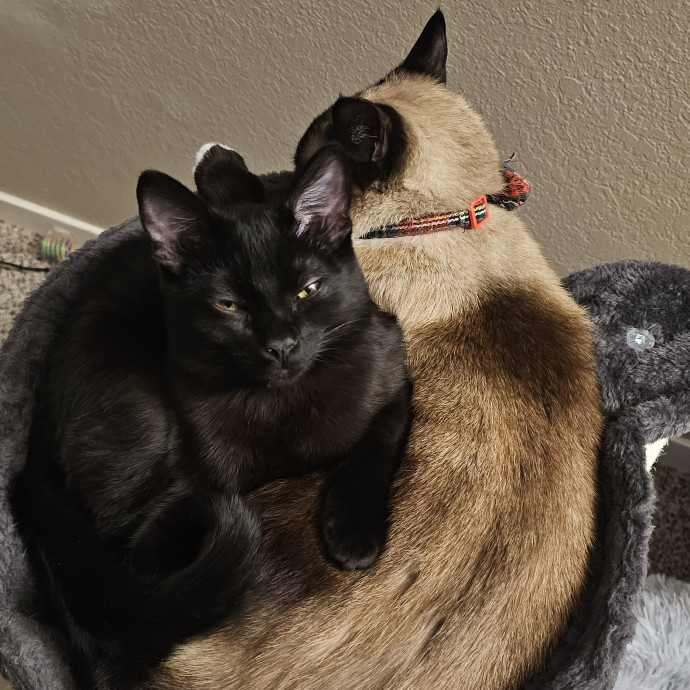 Whisker Watch