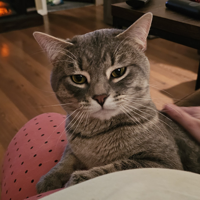 Whisker Watch