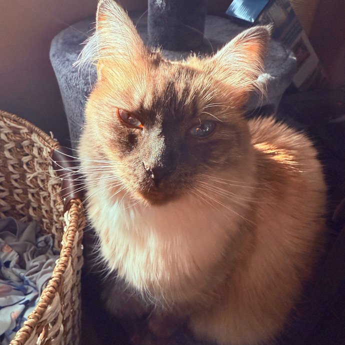 Experienced  Compassionate Cat Care
