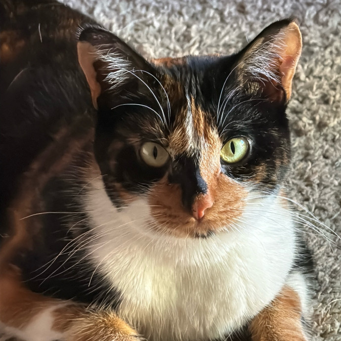 Experienced  Compassionate Cat Care