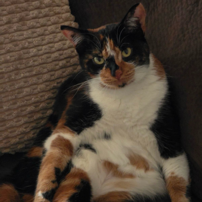 Experienced  Compassionate Cat Care