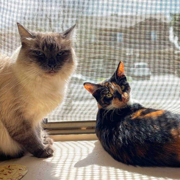 Experienced  Compassionate Cat Care