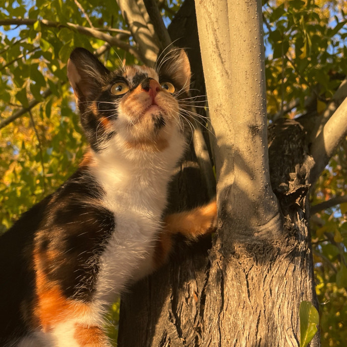 Experienced  Compassionate Cat Care