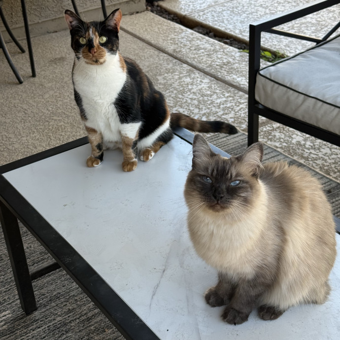 Experienced  Compassionate Cat Care