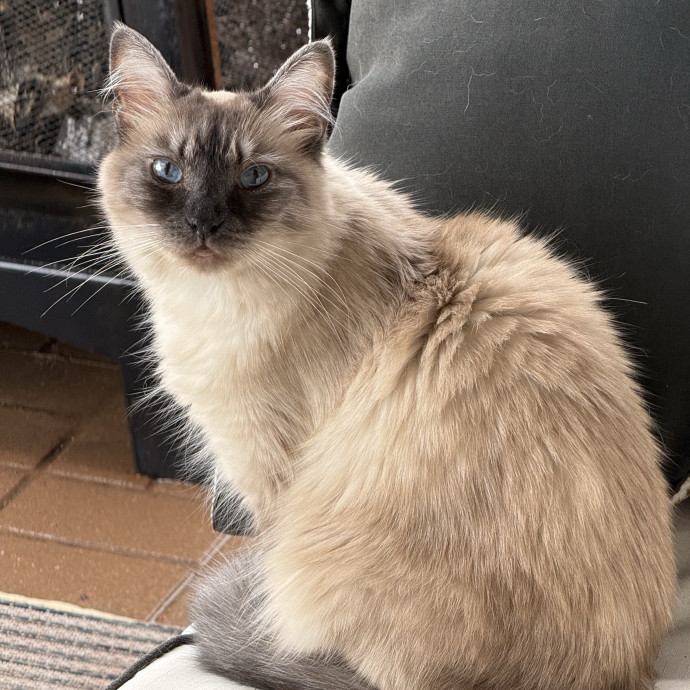 Experienced  Compassionate Cat Care