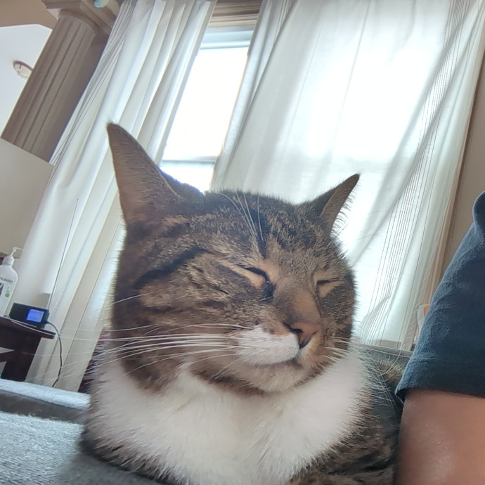 Cat's Emotional Support Person