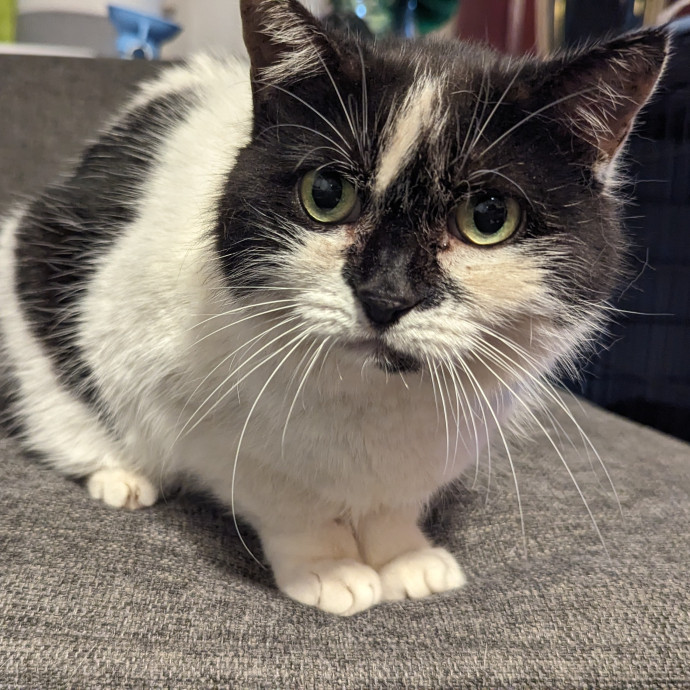 Cat's Emotional Support Person