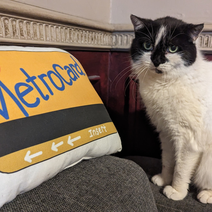 Cat's Emotional Support Person