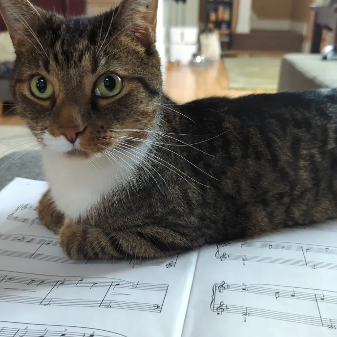 Your Cat's Emotional Support Person