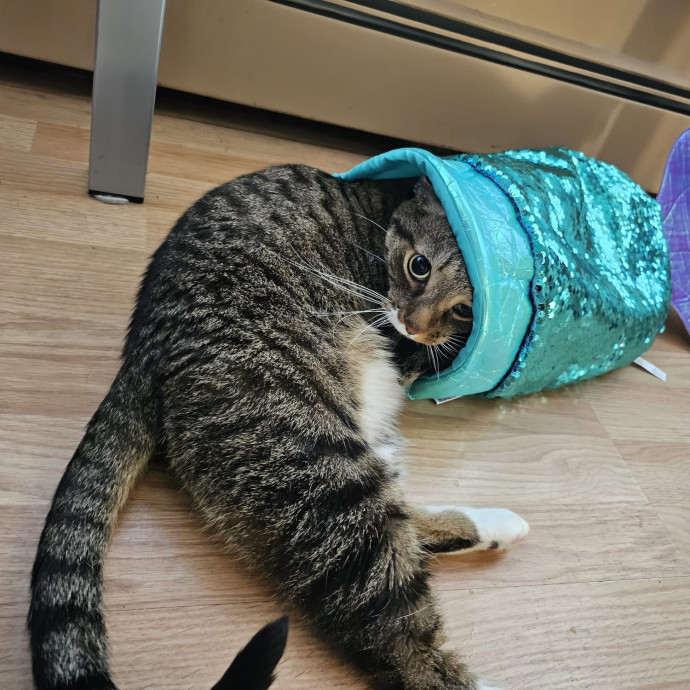 Cat's Emotional Support Person