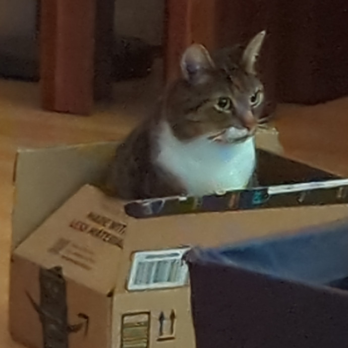 Cat's Emotional Support Person