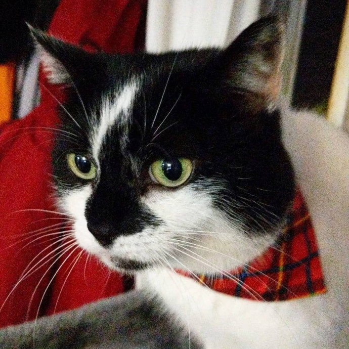 Cat's Emotional Support Person