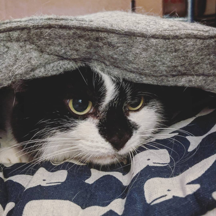 Cat's Emotional Support Person