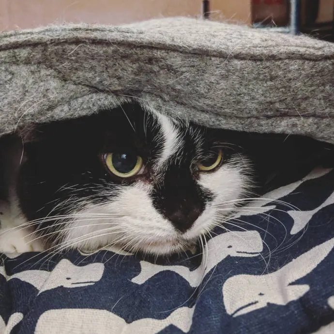 Your Cat's Emotional Support Person