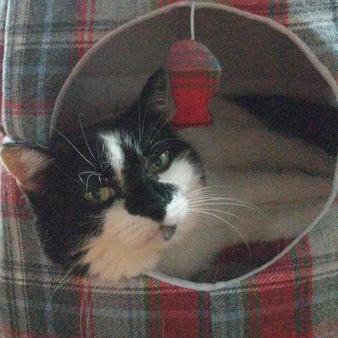 Cat's Emotional Support Person