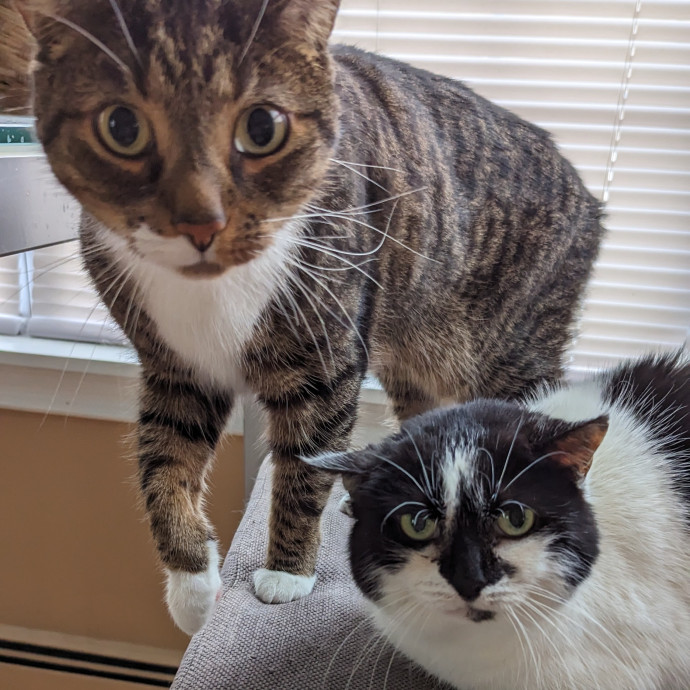 Cat's Emotional Support Person