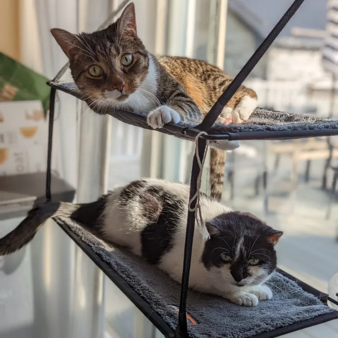 Your Cat's Emotional Support Person