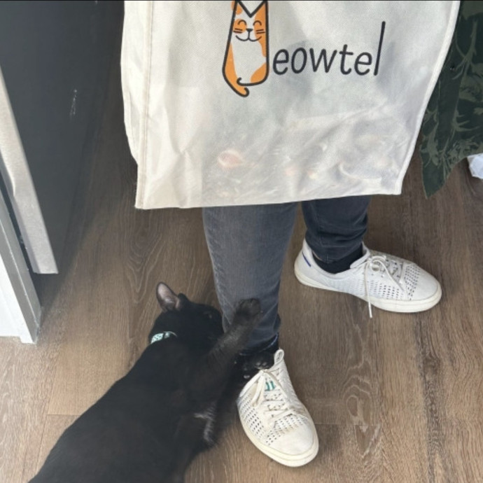 Cat's Emotional Support Person
