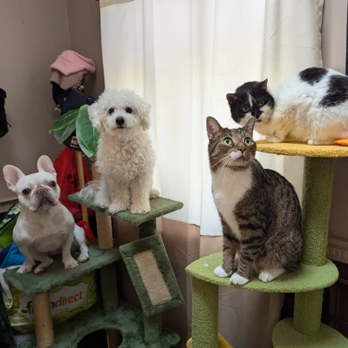 Your Cat's Emotional Support Person