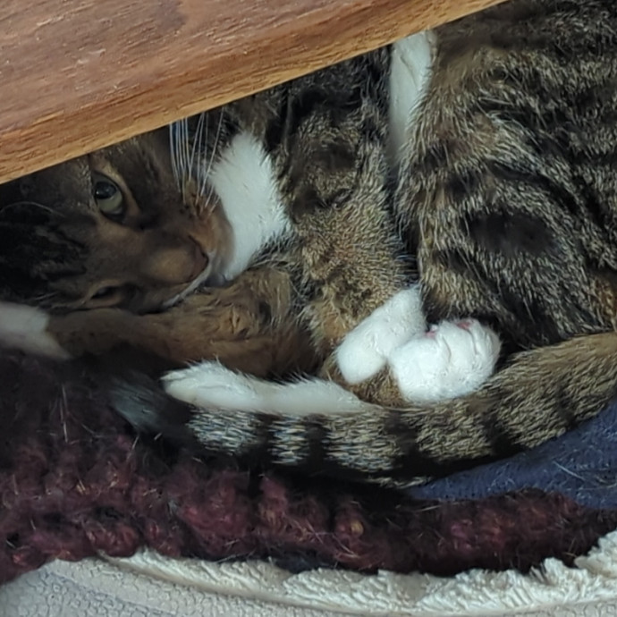 Cat's Emotional Support Person