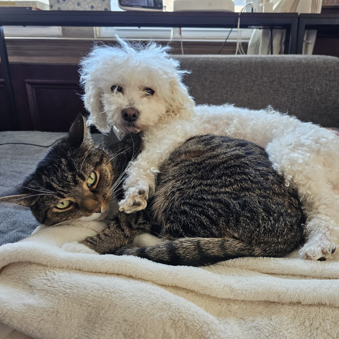 Cat's Emotional Support Person