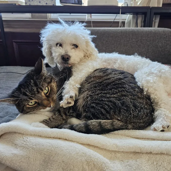 Your Cat's Emotional Support Person