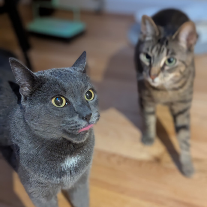 Cat's Emotional Support Person
