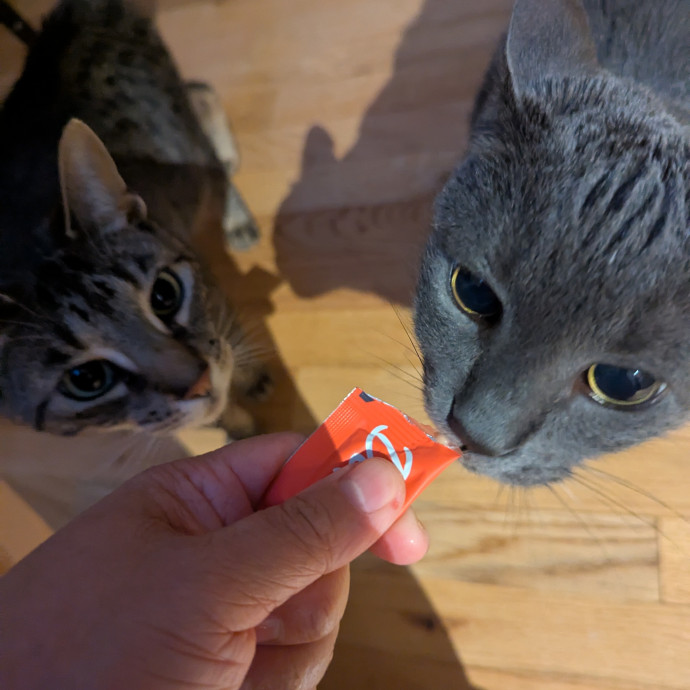 Cat's Emotional Support Person