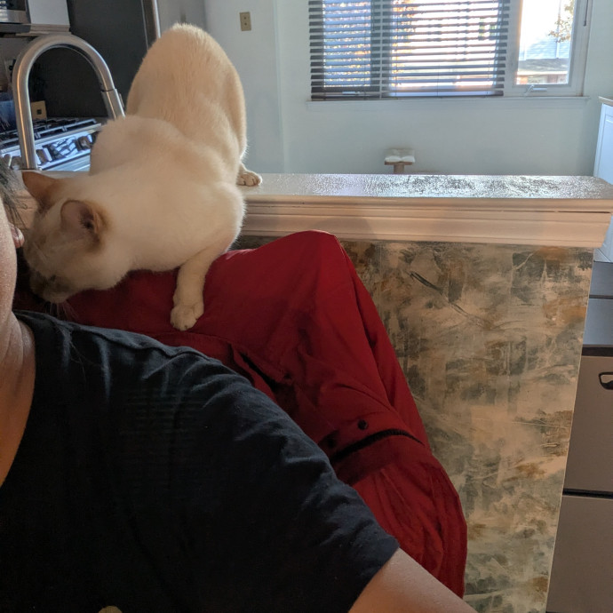 Cat's Emotional Support Person