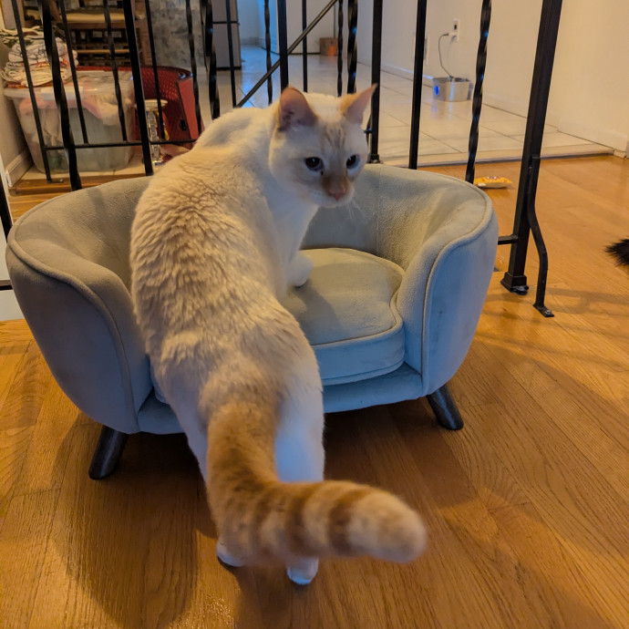 Cat's Emotional Support Person