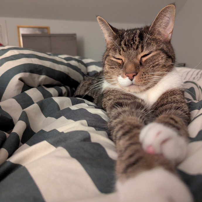 Cat's Emotional Support Person