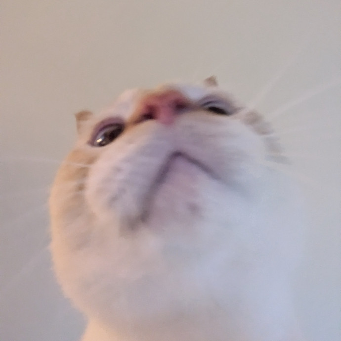 Cat's Emotional Support Person