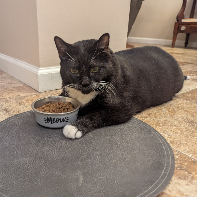 Cat's Emotional Support Person photo 3