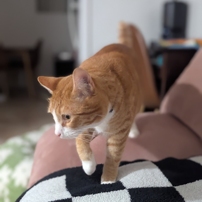 Cat's Emotional Support Person photo 2