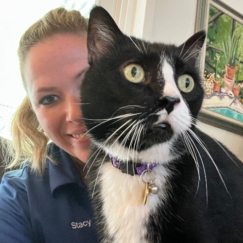 Caring And Dependable Cat Sitter