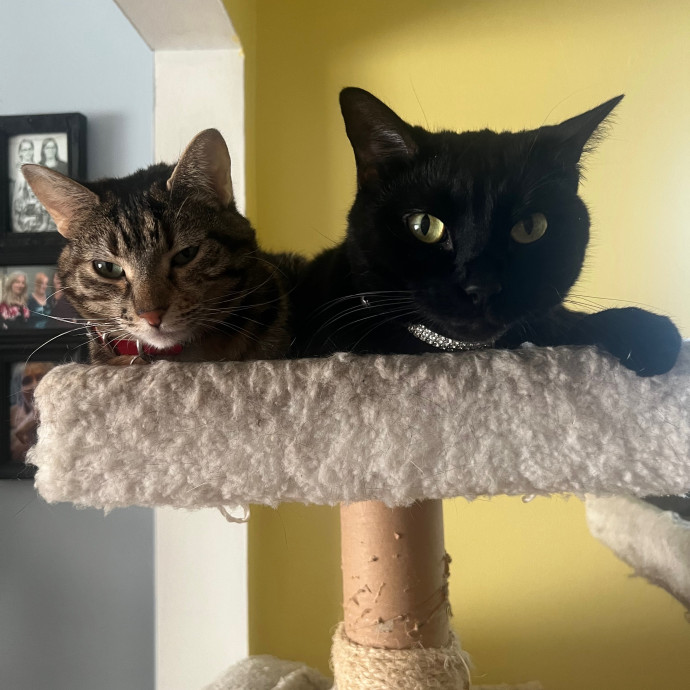 Jenna's Kitty Zen With Love - Omaha