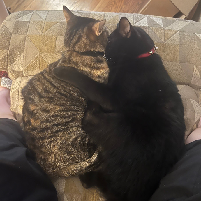 Jenna's Kitty Zen With Love - Omaha