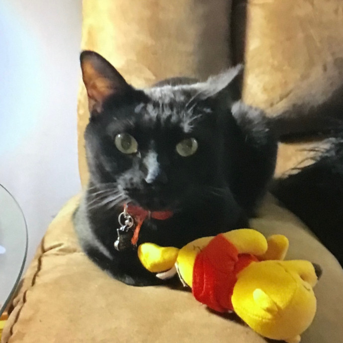 Jenna's Kitty Zen With Love - Omaha